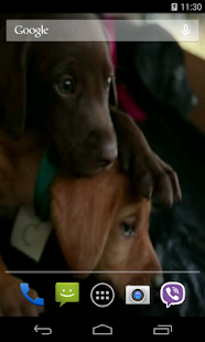 Cute Puppy Video LWP(圖4)-速報App