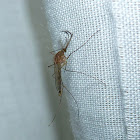 Male Mosquito