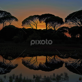 by Dimitrios Lamprou - Nature Up Close Trees & Bushes