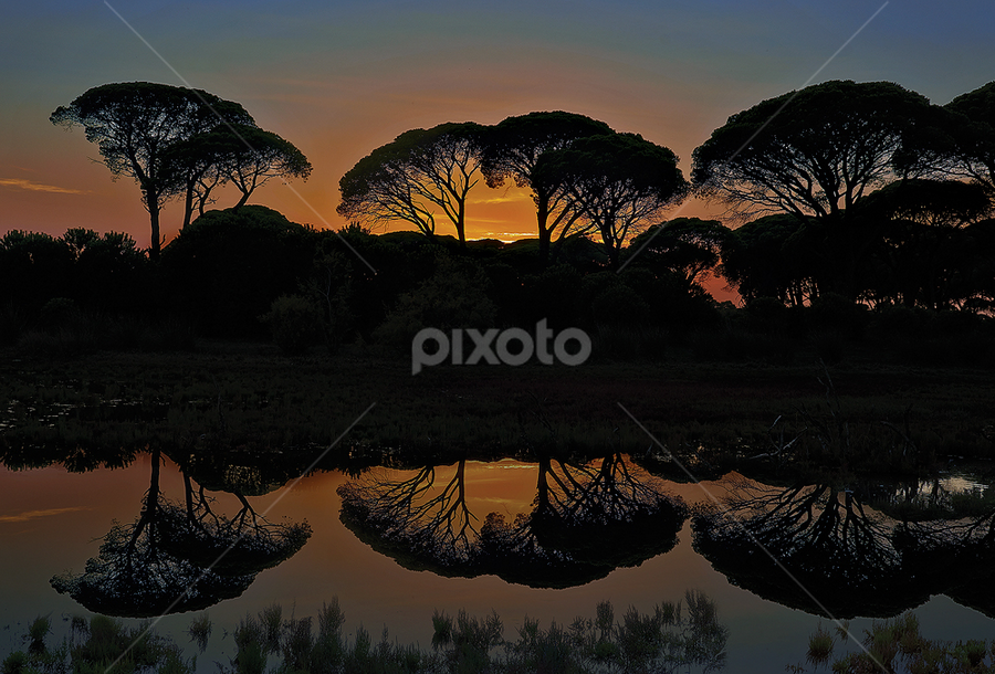by Dimitrios Lamprou - Nature Up Close Trees & Bushes