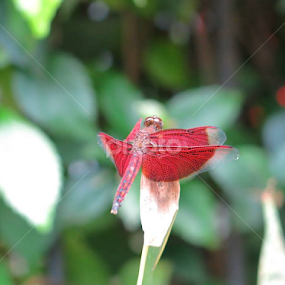 Red Dragon Fly by Handojo Noegroho - Animals Insects & Spiders