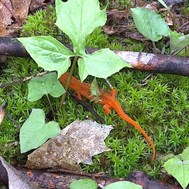  Red-spotted Newt