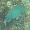 Redfin/Yellowtail Parrotfish   Terminal phase