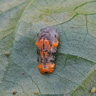Fly larva