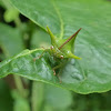 Thorn bug