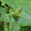 Thorn bug