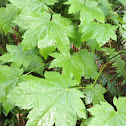 Vine maple