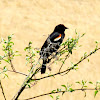 Red-winged Blackbird