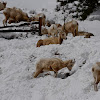 Bighorn Sheep