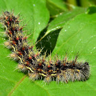 Painted Lady Caterpillar