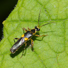 Yellow-spotted soldier beetle