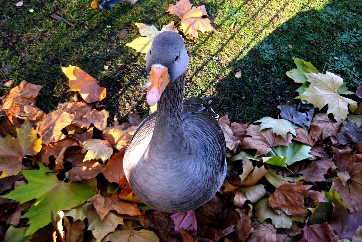 Greylag Goose / Ánsar o ganso común.