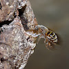 Maya bee