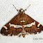 Maize moth