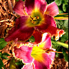 Daylily 'Gentle Ed'