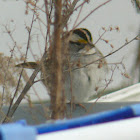 White throated sparrow