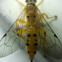 ichneumon wasps