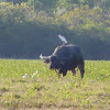 Wild water buffalo