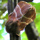Moth - stern Tent Caterpillar Moth