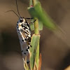 Rattlebox Moth
