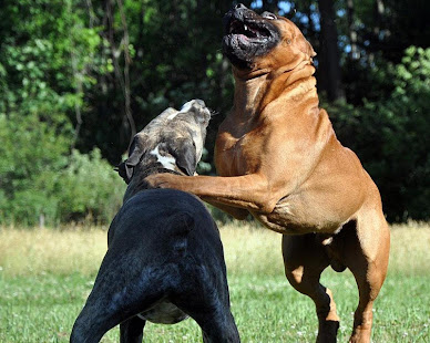 购买boerboel壁纸(圖8)-速報App