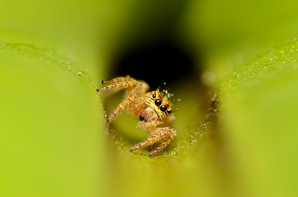 Jumping spider | Project Noah