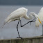 Great Egret