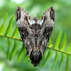 Privet Hawk Moth