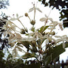 Clerodendrum