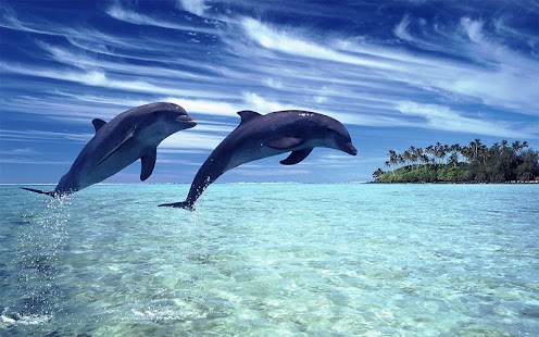 How to install Dolphins Wallpaper 1.01 unlimited apk for laptop