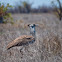 Kori Bustard