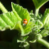 Two-spot ladybird