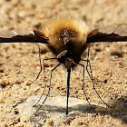 Large bee fly
