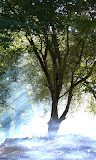 Forest Wallpaper