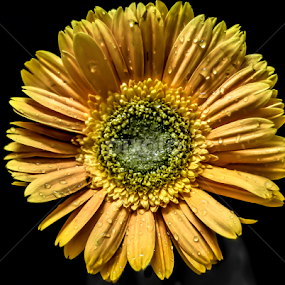 sun flower by Mohammed Arief - Flowers Single Flower