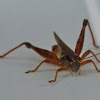 Red-legged grasshopper (male)