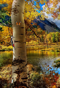 Lastest Autumn Live Wallpaper APK