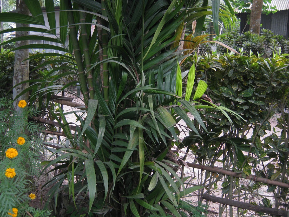 Betel Nut Palm