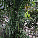 Betel Nut Palm