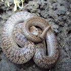 Lined Tolucan Ground Snake