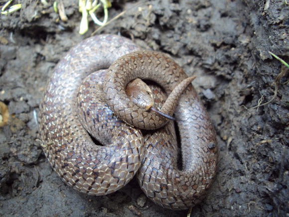 Lined Tolucan Ground Snake | Project Noah