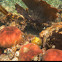 Round Starlet Coral