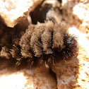 Wasp moth caterpillar