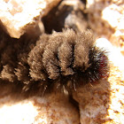 Wasp moth caterpillar