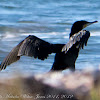 Cormorant