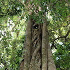 Green-leaved Moreton Bay Fig