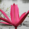 Pink water-lily