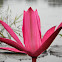 Pink water-lily