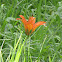 Wood Lily