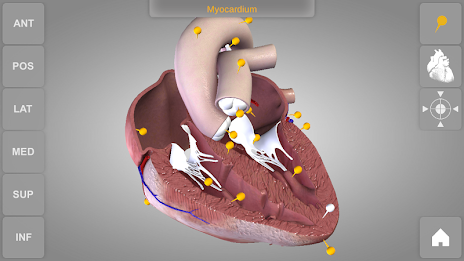 Heart 3D Anatomy Lite poster 8